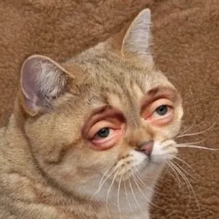 🐱 gato, gracioso, meme, animal, ojos, expresión telegram sticker