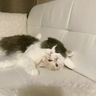 🤗 Katze, Kätzchen, Haustier, Tier, süß, Hauskatze telegram sticker