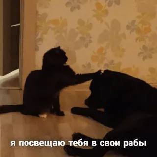 😎 я посвящаю тебя в свои рабы แมว, หมา, สัตว์, ตลก, สัตว์เลี้ยง telegram sticker
