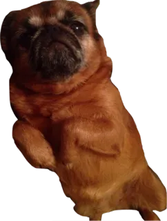 😗 dog, brussels griffon, puppy, animal, pet, brown telegram sticker