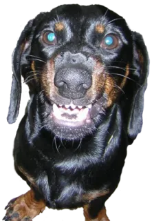 😬 собака, такса, домашнее животное, животное, зубы, злой, страшный whatsapp sticker