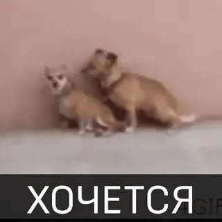 😋 ХОЧЕТСЯ cani, animali, divertente, meme, testo, russo telegram sticker