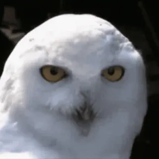🦉 cú mèo, chim, cú tuyết, động vật hoang dã, động vật telegram sticker