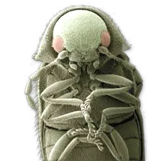 😤 insect, beetle, closeup, macro, bug telegram sticker