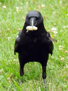 ⚫️ burung, gagak, kacang, hewan, satwa liar telegram sticker