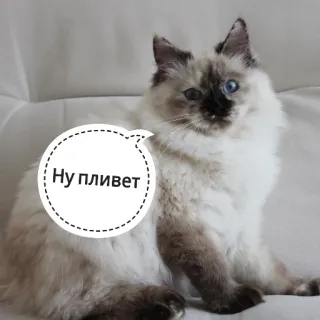 😛 Ну ппивет gatto, animale, animale domestico, mammifero whatsapp sticker
