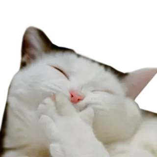 😂 gato, animal, gesto, dedo medio, grosero, ofensivo telegram sticker