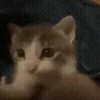 😻