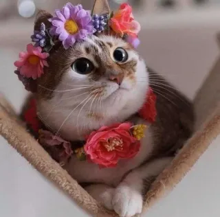 🥺 gato, gatinho, flores, fofo, animal de estimação, animal telegram sticker