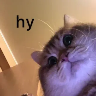 🥺 hy gatto, animale, animale domestico, carino, saluto telegram sticker