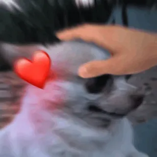 🤍 dog, heart, pet, love, affection telegram sticker