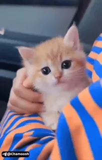 🥰 @Chamoosh kitten, cat, pet, animal, cute telegram sticker