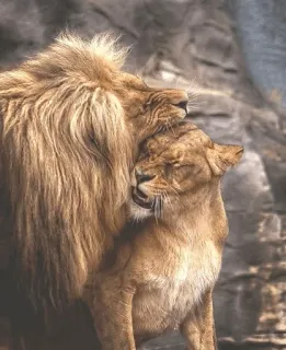 😍 львы, львица, нежный, животные, дикая природа, природа, кошки telegram sticker