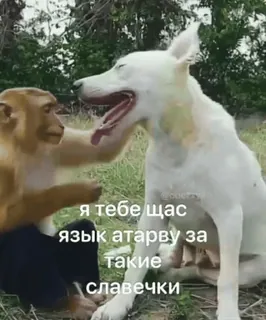 😏 я тебе щас язык атарву за такие славечки monkey, dog, animals, funny telegram sticker