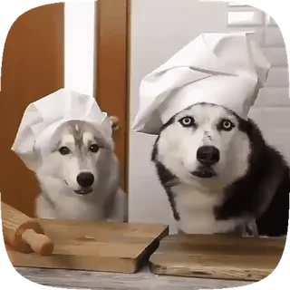 🐶 cane, husky, chef, forno, cucina, carino, animali telegram sticker