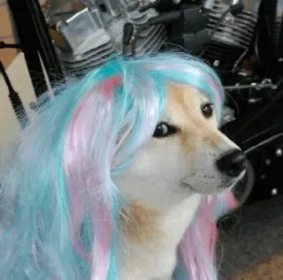 🐗 dog, wig, funny, cute, pet, animal telegram sticker