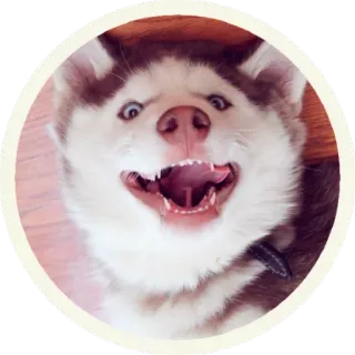 😂 hond, husky, dier, huisdier, zoogdier, grappig, portret telegram sticker