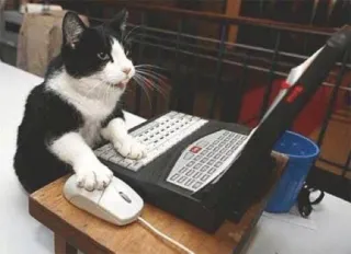 💻 gato, laptop, animal, computador, escritório, digitando whatsapp sticker