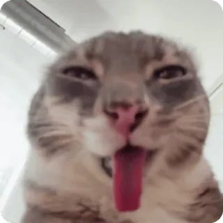 👅 telegram sticker