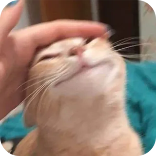 ✋ 猫, ペット, 動物, 可愛い, 家畜, ネコ科 telegram sticker