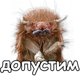 💁 ДОПУСТИМ insect, beetle, macro, Russian, text telegram sticker