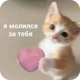 🐱 я молился за тебя telegram sticker