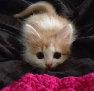 😳 котёнок, кот, милый, животное, питомец telegram sticker