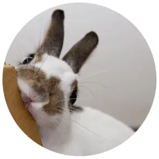 😋 bunny, rabbit, animal, cute, pet, mammal telegram sticker