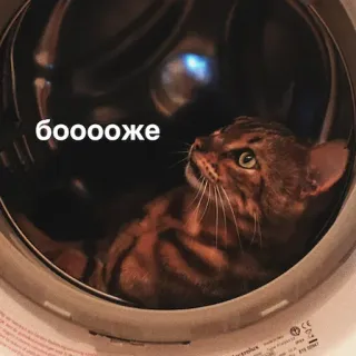 котеки @avekovalenko telegram stickers