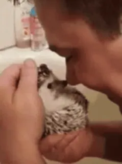 🦔 ёж, животное, питомец, милый, мужчина, ванна telegram sticker