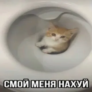🫡 СМОЙ МЕНЯ НАХУЙ mèo con, nhà vệ sinh, hài hước, mèo, meme telegram sticker