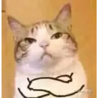 😠 chat, animal, bras croisés, mème, drôle telegram sticker