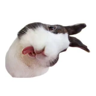 😜 토끼, 동물, 핥다, 애완 동물, 귀여운, 포유류 telegram sticker