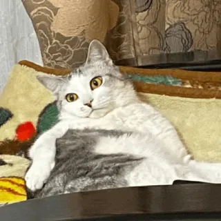😒 chat, animal, chat domestique, animal de compagnie, félin, mignon whatsapp sticker