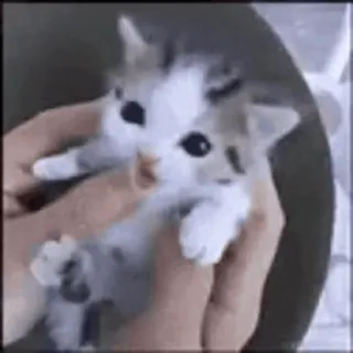 ❤️ котёнок, кошка, животное, милый, питомец, маленький whatsapp sticker