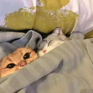 💤 kot, słodki, zwierzęta, zwierzęta domowe, zwierzaki, kociak, uroczy, sen telegram sticker