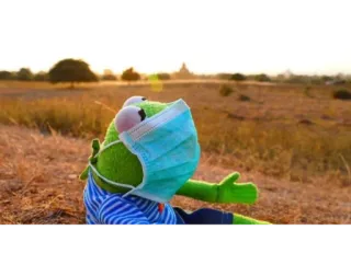 😷 Kermit Kermit, rana, maschera, natura telegram sticker
