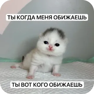 🐱 ТЫ КОГДА МЕНЯ ОБИЖАЕШЬ
ТЫ ВОТ КОГО ОБИЖАЕШЬ chaton, chat, mignon, adorable, petit, duveteux, animal telegram sticker