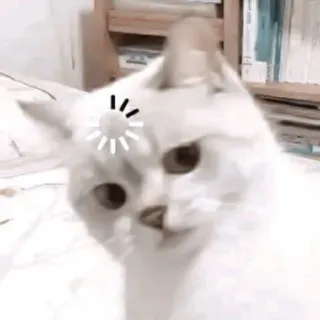 ♻️ gato, lindo, animal, mascota, cargando telegram sticker