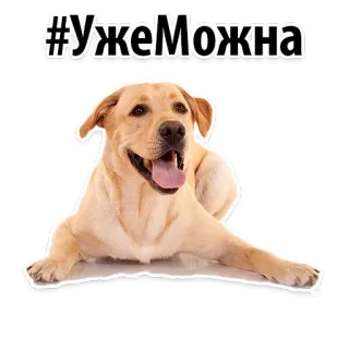 😊 #УжеМожна dog, animal, pet, golden retriever, hashtag, positive, phrase telegram sticker