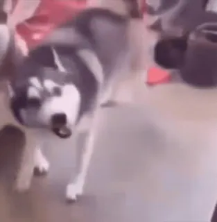 🕺 perro, husky, mascota, animal, animal doméstico telegram sticker