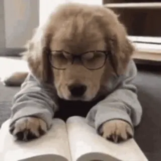 📖 chien, golden retriever, lecture, lunettes, livre, animal, chiot, éducation whatsapp sticker