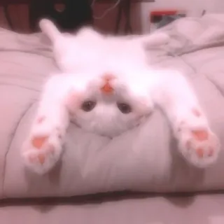 😺 gato, fofo, animal, gatinho, animal de estimação, gato branco telegram sticker