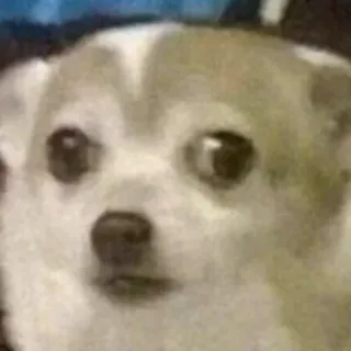 🙂 chien, chihuahua, mème, drôle, animal, mignon, animal de compagnie, expression telegram sticker