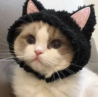 🙂 chat, animal, animal de compagnie, mignon, chaton, chapeau, oreilles whatsapp sticker