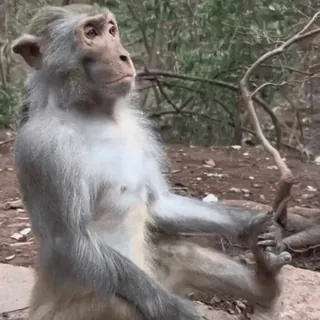 😌 macaco, animal, vida selvagem, natureza, primata telegram sticker