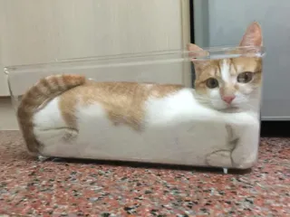 🌊 gato, caja, naranja, animal, divertido, mascota, gatito telegram sticker