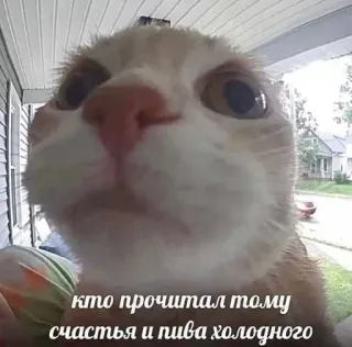 😉 кто прочитал тому счастья и пива холодного cat, meme, funny, animal, pet telegram sticker