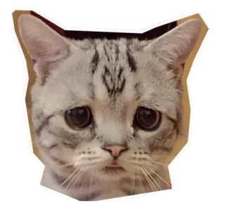 😔 แมว, เศร้า, น่ารัก, สัตว์, ลูกแมว, สัตว์เลี้ยง, มีม telegram sticker