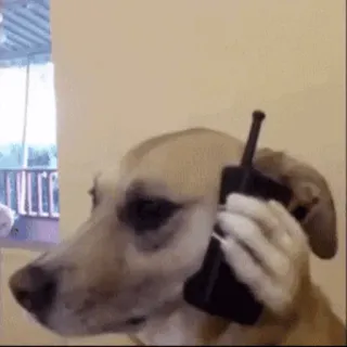 🐕 cachorro, telefone, comunicação, animal, engraçado, meme, animal de estimação, chamada telegram sticker